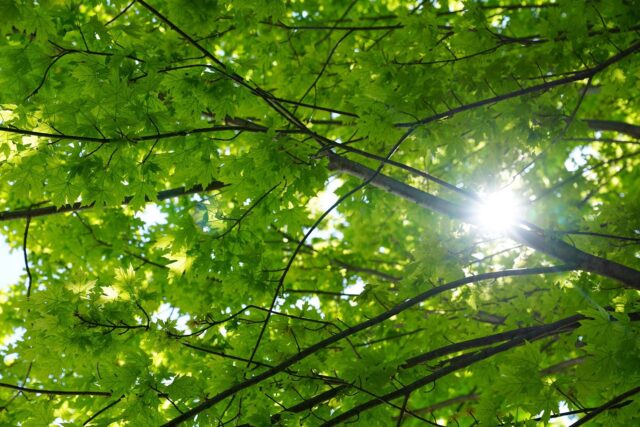 Sun shining through a tree full of green leaves