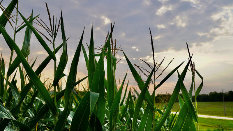 Crops on a Minnesota farm at sunset